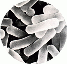 乳酸杆菌