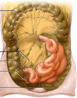 肠系膜淋巴结