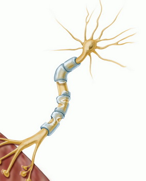 神经髓鞘