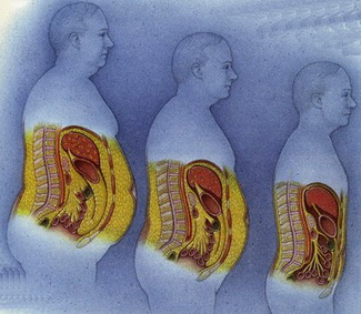 人体脂肪分解图片