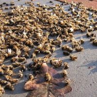 蜜蜂大幅减少，极可能是农药惹的祸